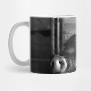 Mini Pig / Swiss Artwork Photography Mug